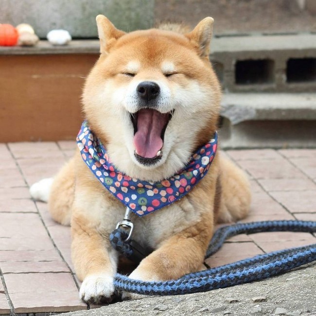 Gặp gỡ chú chó shiba có bộ mặt diễn sâu nhất quả đất - Ảnh 3.