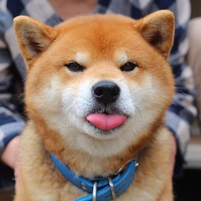 Gặp gỡ chú chó shiba có bộ mặt diễn sâu nhất quả đất