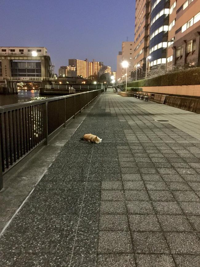 N&agrave;ng ch&oacute; Shiba bạ đ&acirc;u nằm đấy: M&igrave;nh th&iacute;ch th&igrave; m&igrave;nh nằm th&ocirc;i! - Ảnh 22.