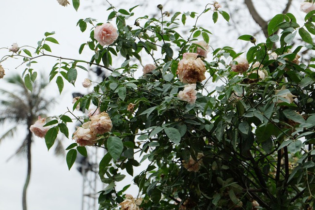 Kh&aacute;ch tham quan vắng đến bất ngờ trong ng&agrave;y cuối của lễ hội hoa hồng Bulgaria - Ảnh 11.