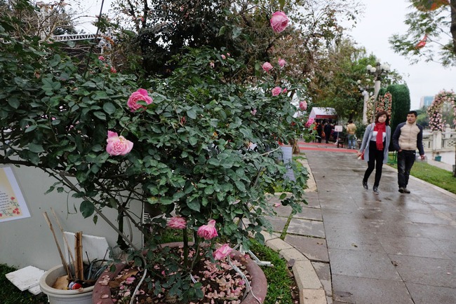 Khách tham quan vắng đến bất ngờ trong ngày cuối của lễ hội hoa hồng Bulgaria - Ảnh 1.