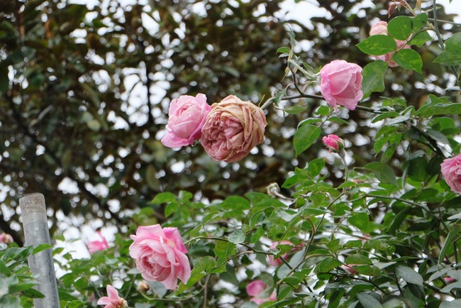 Kh&aacute;ch tham quan vắng đến bất ngờ trong ng&agrave;y cuối của lễ hội hoa hồng Bulgaria - Ảnh 7.