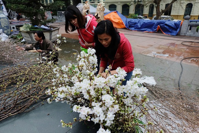 Cận cảnh hàng nghìn cành hoa anh đào được cắm tại tượng đài Lý Thái Tổ - Ảnh 16.