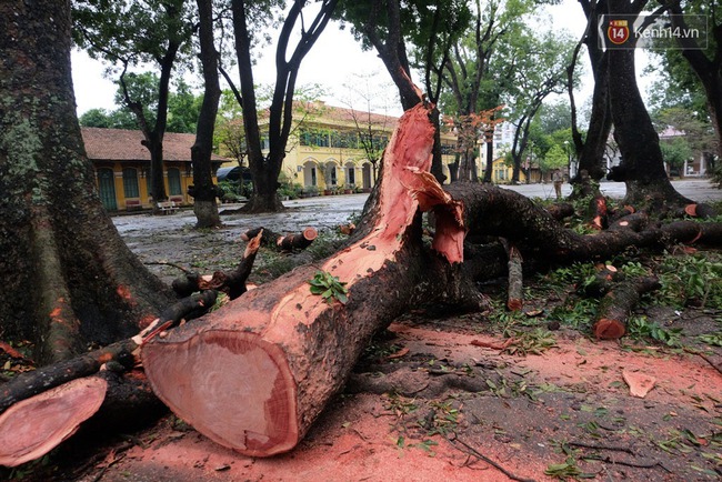 Hiệu trưởng THPT Chu Văn An: “Cây đổ khiến nữ sinh bị gãy tay chân là sự việc rất đáng tiếc” - Ảnh 7.