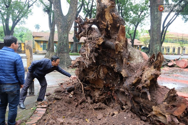 Hiệu trưởng THPT Chu Văn An: “Cây đổ khiến nữ sinh bị gãy tay chân là sự việc rất đáng tiếc” - Ảnh 4.