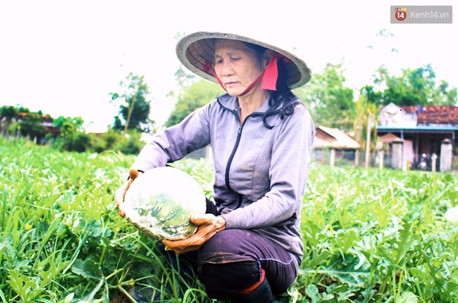 Nông dân Quảng Ngãi phải đem dưa hấu đổ cho bò ăn: Cần lắm sự chung tay giải cứu của cộng đồng - Ảnh 4.