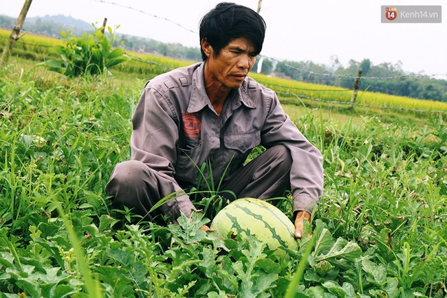 Nông dân Quảng Ngãi phải đem dưa hấu đổ cho bò ăn: Cần lắm sự chung tay giải cứu của cộng đồng - Ảnh 5.