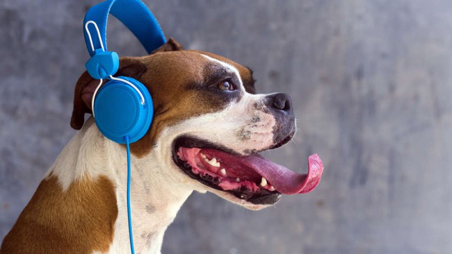 Chó cũng có thể phiêu cùng âm nhạc, thậm chí có cả gu riêng - Ảnh 1.