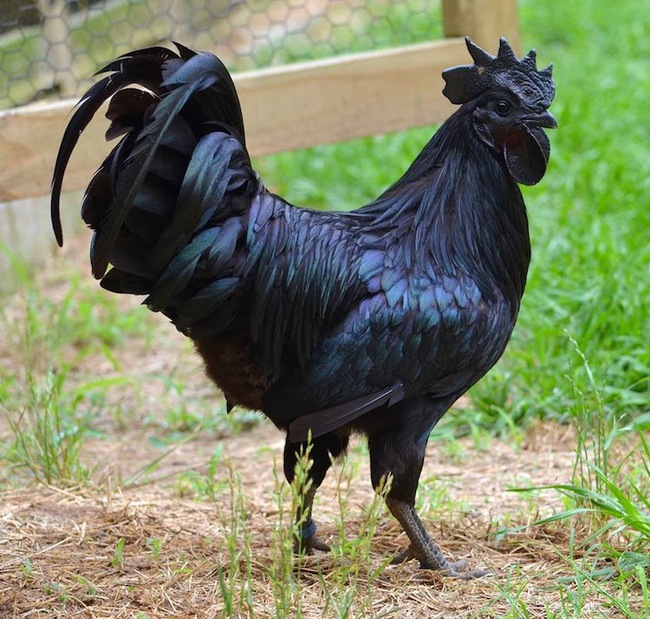 Con gà có bộ lông đen nhánh như ngã vào mỏ than - Ảnh 1.