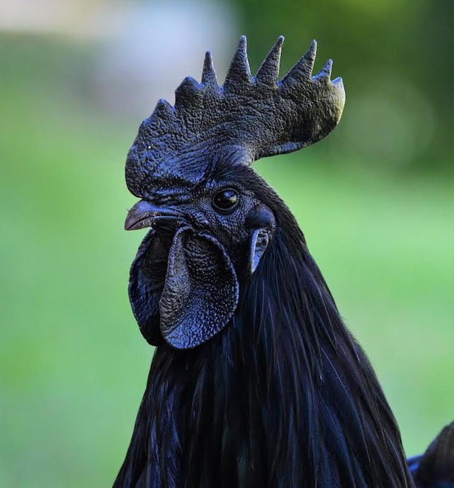 Con gà có bộ lông đen nhánh như ngã vào mỏ than - Ảnh 5.