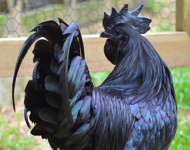 Con gà có bộ lông đen nhánh như ngã vào mỏ than - Ảnh 4.