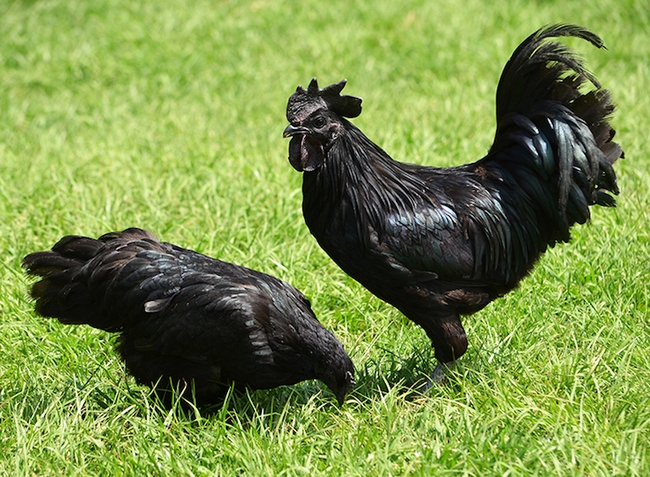 Con gà có bộ lông đen nhánh như ngã vào mỏ than - Ảnh 2.
