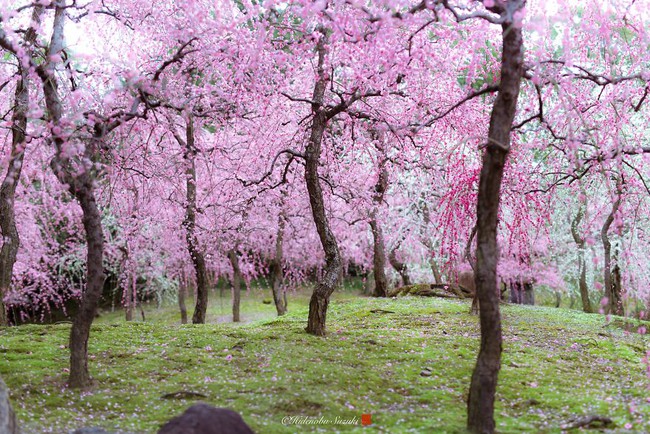 Nhật Bản vào mùa hoa mận nở trở nên đẹp đến nao lòng - Ảnh 7.