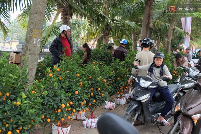 Hà Nội: Đào, quất được chủ buôn bán đại phá giá trong ngày 30 Tết - Ảnh 11.