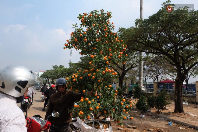 Hà Nội: Đào, quất được chủ buôn bán đại phá giá trong ngày 30 Tết - Ảnh 2.