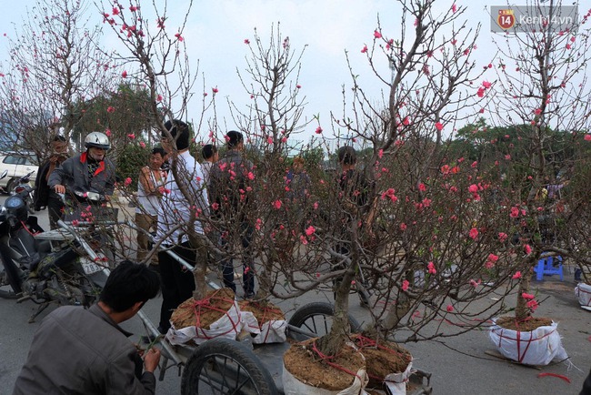 Hà Nội: Đào, quất được chủ buôn bán đại phá giá trong ngày 30 Tết - Ảnh 8.