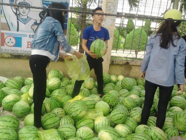 Nông dân Quảng Ngãi phải đem dưa hấu đổ cho bò ăn: Cần lắm sự chung tay giải cứu của cộng đồng - Ảnh 7.