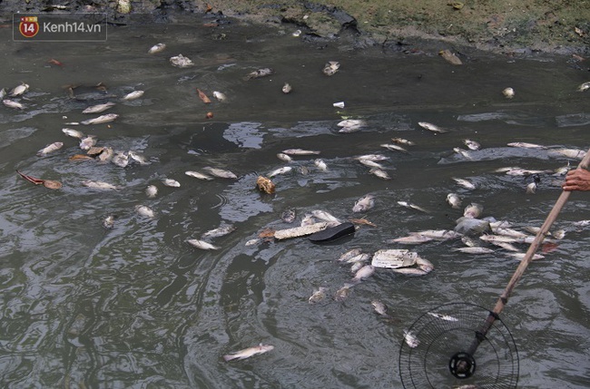 Cá chết hàng loạt trên kênh ở Đà Nẵng - Ảnh 1.