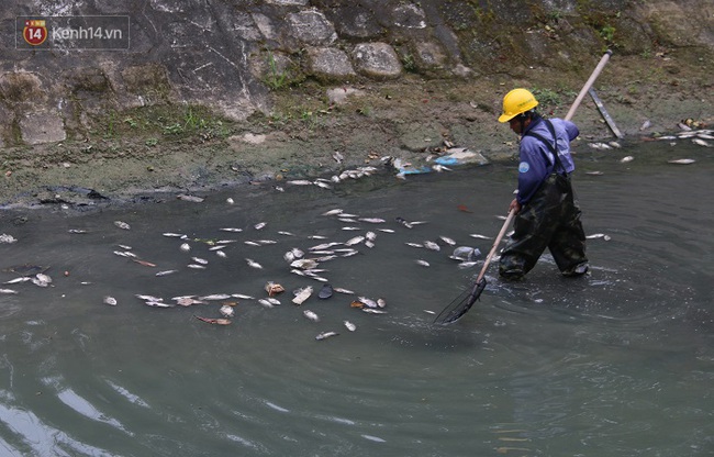 Cá chết hàng loạt trên kênh ở Đà Nẵng - Ảnh 3.