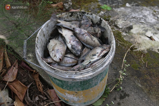 Cá chết hàng loạt trên kênh ở Đà Nẵng - Ảnh 6.