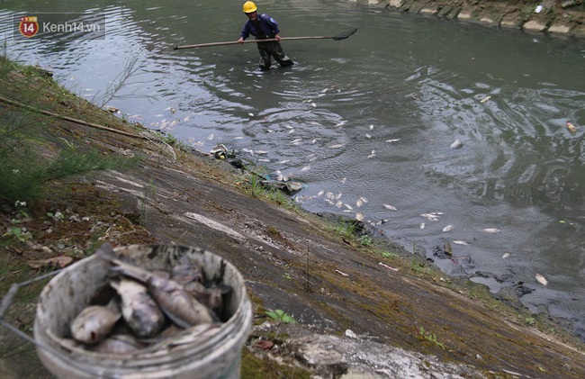 Cá chết hàng loạt trên kênh ở Đà Nẵng - Ảnh 5.