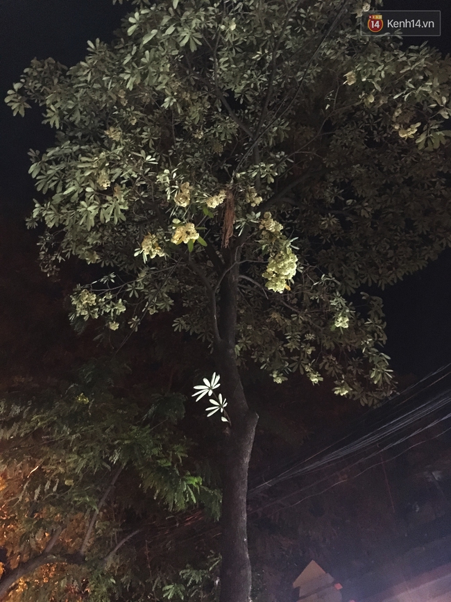Mới đầu tháng 5, hoa sữa đã nở rộ khắp Hà Nội Mới Đầu Tháng 5, Hoa Sữa Đã Nở Rộ Khắp Hà Nội
