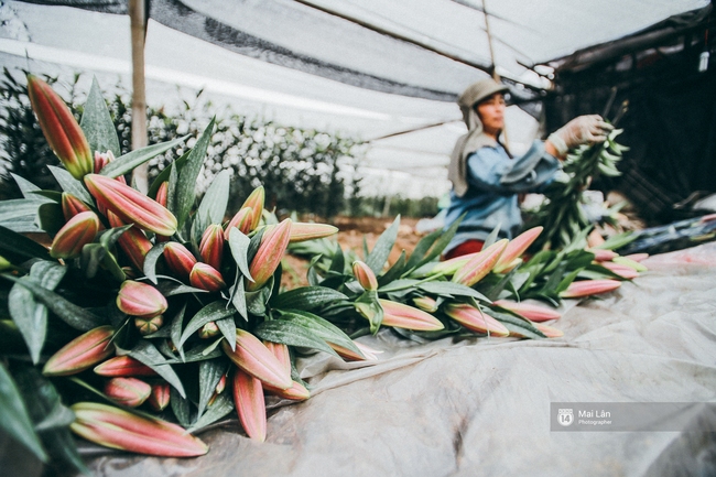 Mùa đông quá ngắn, bạn buồn vì không được mặc đồ lạnh, còn với các làng hoa ở Hà Nội - họ mất Tết! - Ảnh 4.