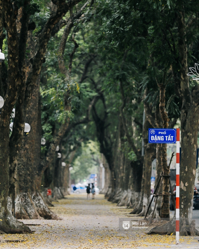 Những ngày Hà Nội rất nóng, nhưng lòng dịu lại vì cảnh lá rụng đẹp như mùa thu thứ 2 - Ảnh 8.