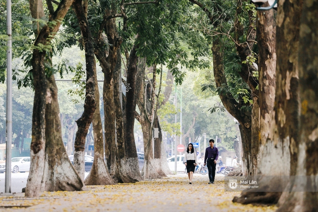 Những ng&agrave;y H&agrave; Nội rất n&oacute;ng, nhưng l&ograve;ng dịu lại v&igrave; cảnh l&aacute; rụng đẹp như m&ugrave;a thu thứ 2 - Ảnh 13.