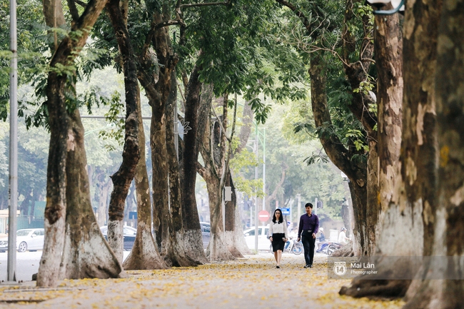 Những ngày Hà Nội rất nóng, nhưng lòng dịu lại vì cảnh lá rụng đẹp như mùa thu thứ 2 - Ảnh 13.