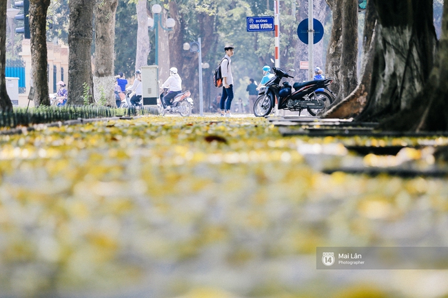 Những ngày Hà Nội rất nóng, nhưng lòng dịu lại vì cảnh lá rụng đẹp như mùa thu thứ 2 - Ảnh 5.