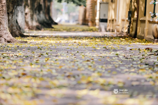 Những ngày Hà Nội rất nóng, nhưng lòng dịu lại vì cảnh lá rụng đẹp như mùa thu thứ 2 - Ảnh 14.