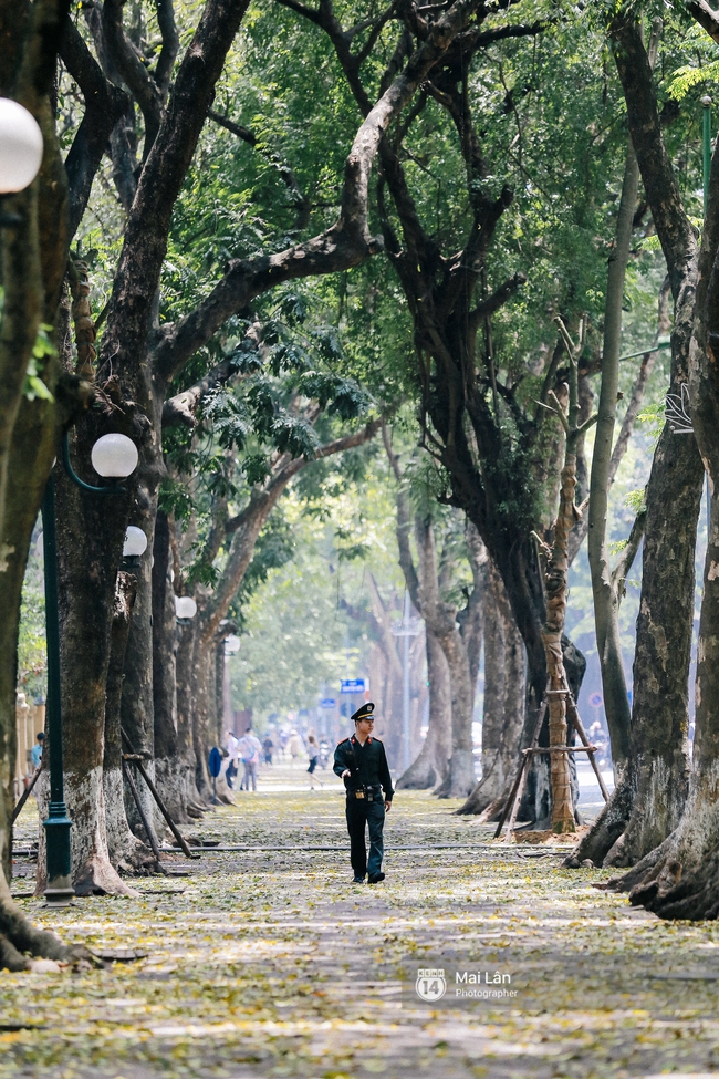 Những ngày Hà Nội rất nóng, nhưng lòng dịu lại vì cảnh lá rụng đẹp như mùa thu thứ 2 - Ảnh 9.