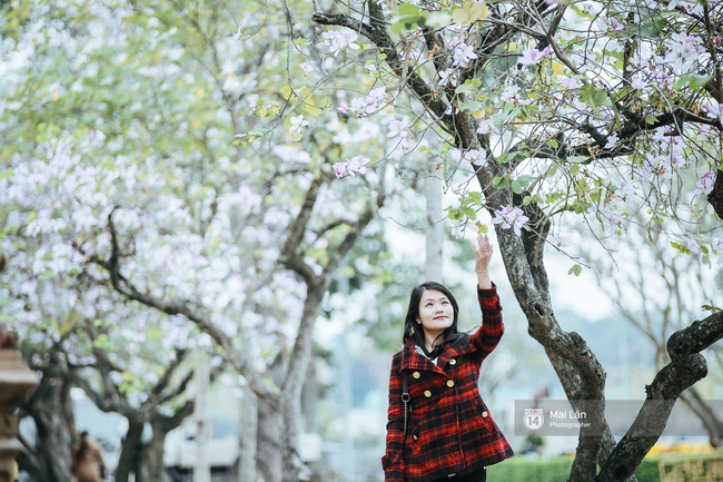 Lại một m&ugrave;a hoa ban t&iacute;m chở một g&oacute;c T&acirc;y Bắc về giữa l&ograve;ng H&agrave; Nội - Ảnh 18.