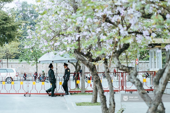 Lại một m&ugrave;a hoa ban t&iacute;m chở một g&oacute;c T&acirc;y Bắc về giữa l&ograve;ng H&agrave; Nội - Ảnh 3.