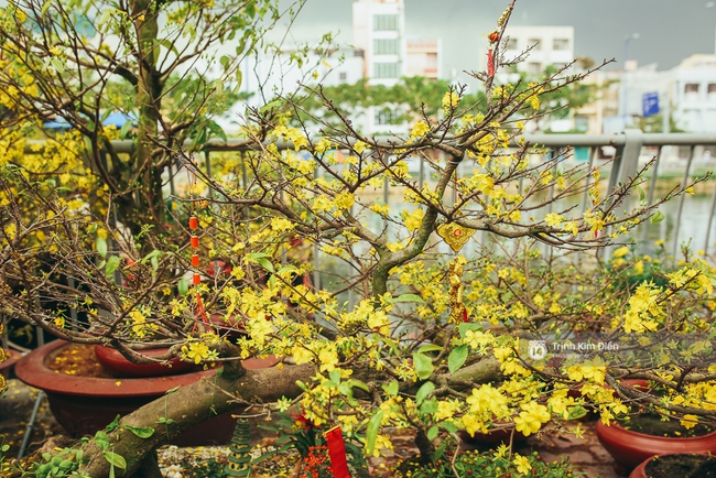 Chiều cuối năm, đừng quên ghé loạt chợ hoa xuân ở Sài Gòn để thấy Tết đang về! - Ảnh 19.