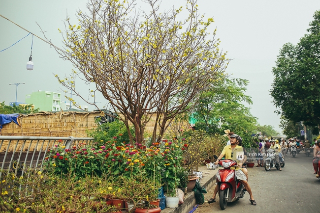 Chiều cuối năm, đừng quên ghé loạt chợ hoa xuân ở Sài Gòn để thấy Tết đang về! - Ảnh 18.