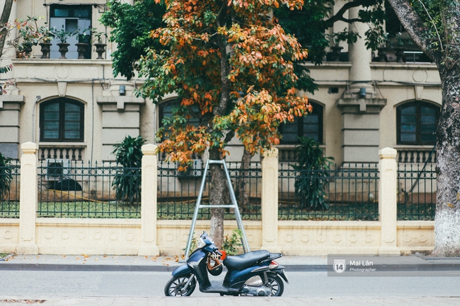 Hà Nội dịu dàng và xinh đẹp hơn trong sắc vàng của mùa cây thay lá  - Ảnh 8.