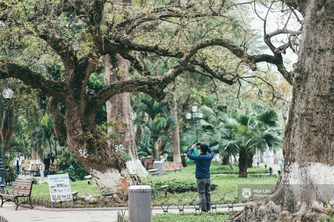 Hà Nội dịu dàng và xinh đẹp hơn trong sắc vàng của mùa cây thay lá  - Ảnh 12.