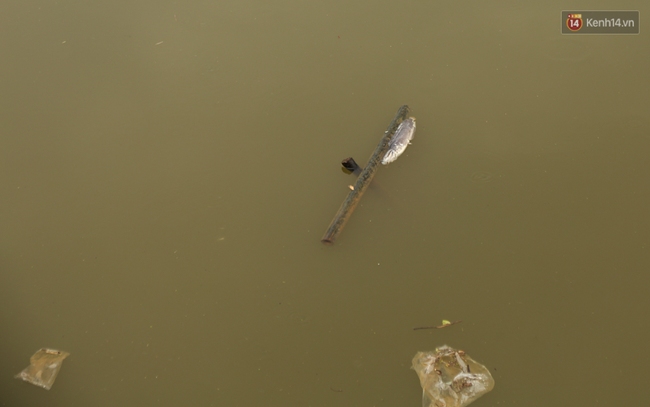 Sau cơn mưa lớn, rác thải và cá chết nổi trắng mặt hồ Xuân Hương ở Đà Lạt - Ảnh 10.
