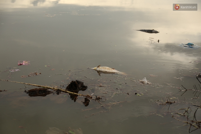 Sau cơn mưa lớn, rác thải và cá chết nổi trắng mặt hồ Xuân Hương ở Đà Lạt - Ảnh 9.