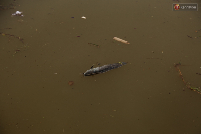 Sau cơn mưa lớn, rác thải và cá chết nổi trắng mặt hồ Xuân Hương ở Đà Lạt - Ảnh 8.