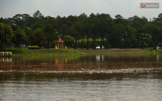 Sau cơn mưa lớn, rác thải và cá chết nổi trắng mặt hồ Xuân Hương ở Đà Lạt - Ảnh 15.