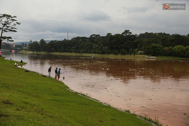 Sau cơn mưa lớn, rác thải và cá chết nổi trắng mặt hồ Xuân Hương ở Đà Lạt - Ảnh 4.
