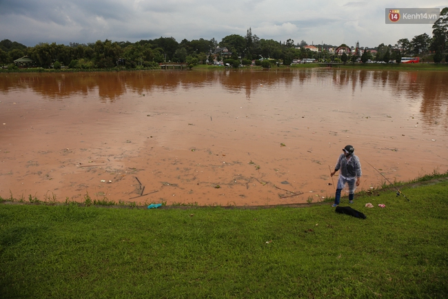 Sau cơn mưa lớn, rác thải và cá chết nổi trắng mặt hồ Xuân Hương ở Đà Lạt - Ảnh 3.