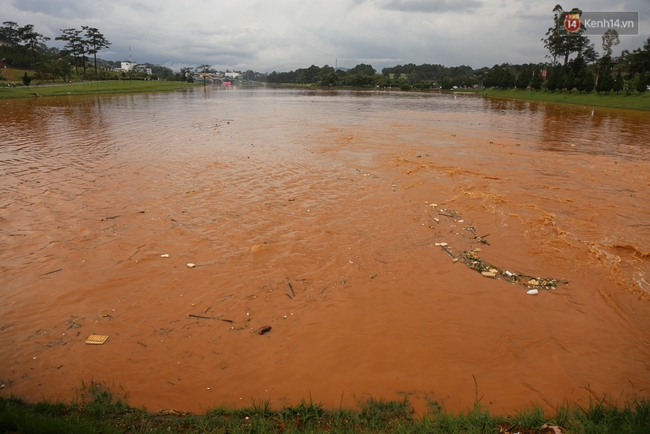 Sau cơn mưa lớn, rác thải và cá chết nổi trắng mặt hồ Xuân Hương ở Đà Lạt - Ảnh 2.
