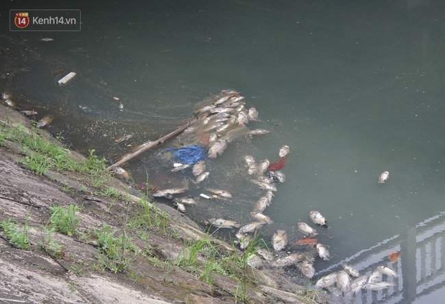Cá chết hàng loạt trên kênh ở Đà Nẵng - Ảnh 4.
