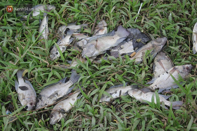 Cá chết hàng loạt trên kênh ở Đà Nẵng - Ảnh 2.