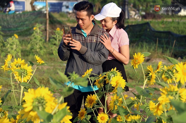 Vườn hoa hướng dương bị mất mùa, bạn trẻ Đà Nẵng kéo đến chụp ảnh và quyên góp cho chủ vườn - Ảnh 17.