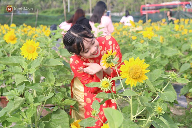 Vườn hoa hướng dương bị mất m&ugrave;a, bạn trẻ Đ&agrave; Nẵng k&eacute;o đến chụp ảnh v&agrave; quy&ecirc;n g&oacute;p cho chủ vườn - Ảnh 4.